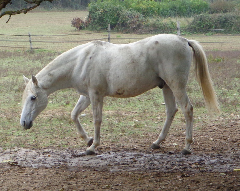  OROUK DE PREJEURIN, hongre arabe-barbe 17,19% 613817DSC059721