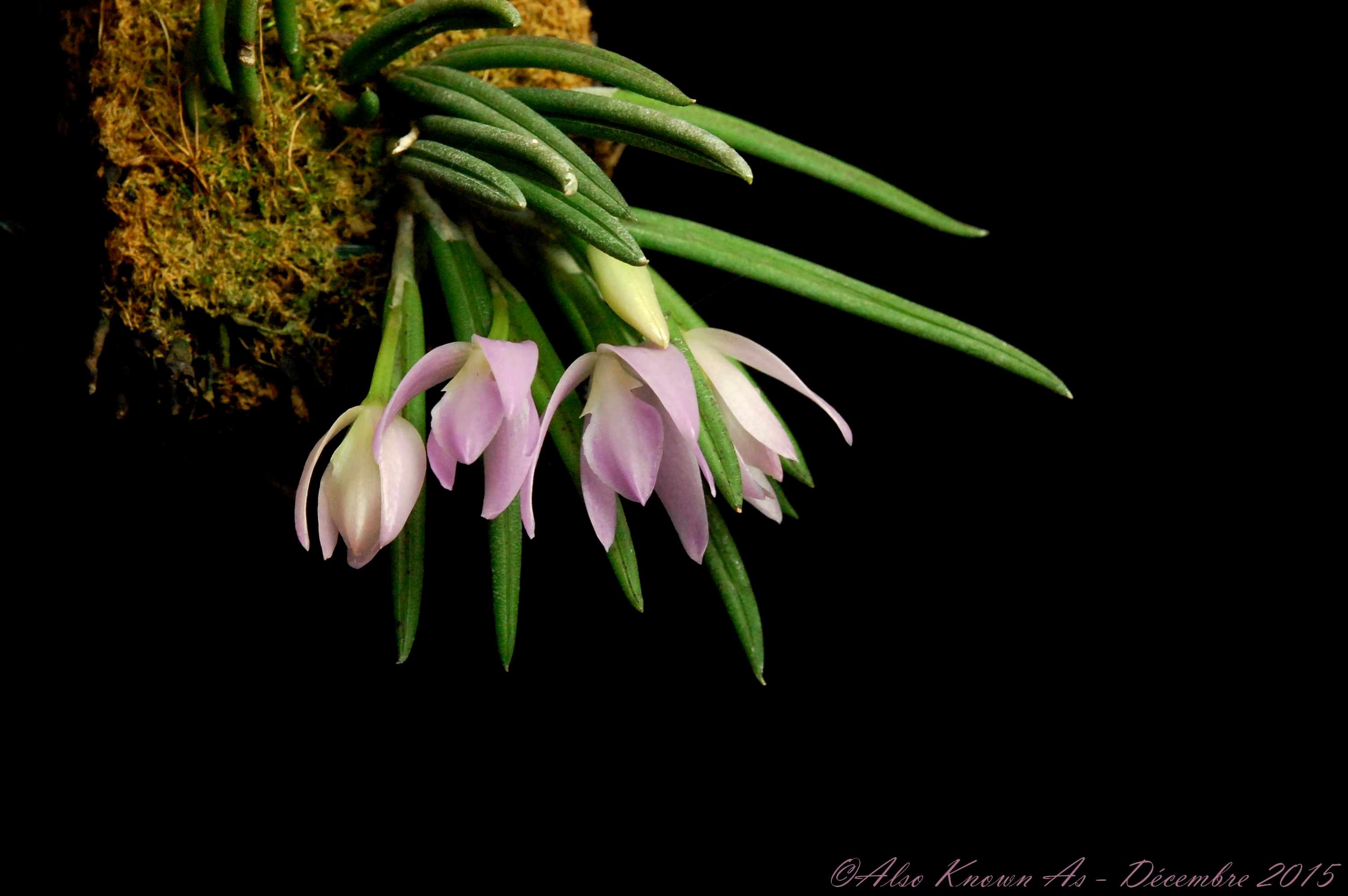 Leptotes unicolor 614519unicolor1