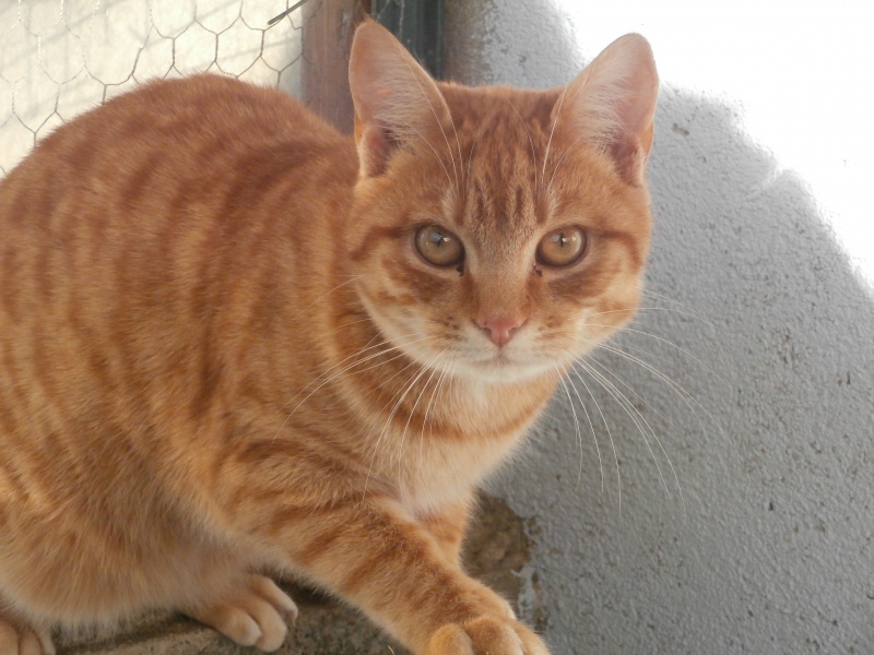 TOBY (chaton mâle roux) 614605PC285365