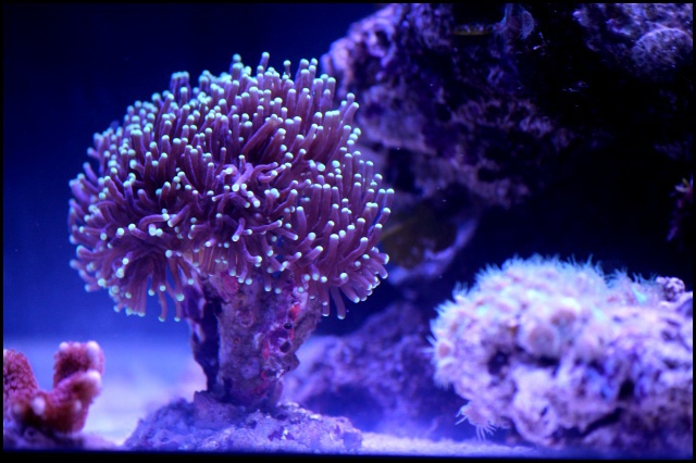 Micro Reef 120L 615343IMG0021