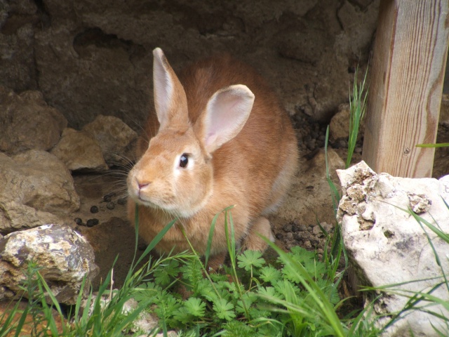 Zimt, lapine fauve de bourgogne, Refuge FREE (Adoptée) 615758Zimt02