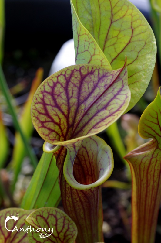 Quelques Sarracenia 615759IMGP4999