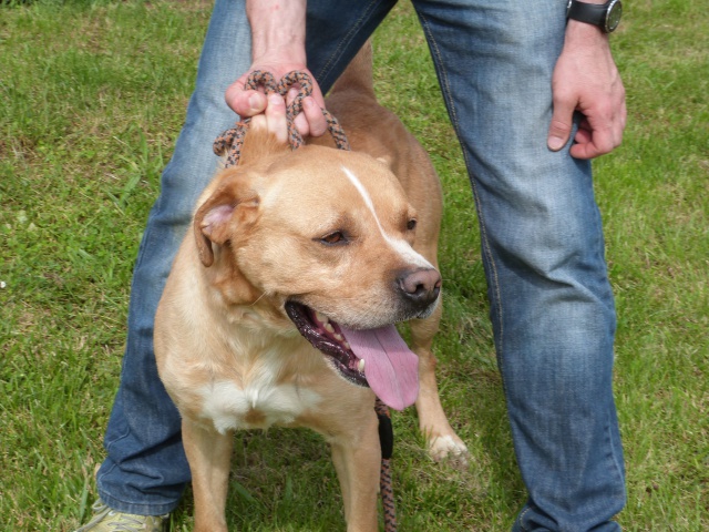 TYLER  -  croisé Labrador  4 ans 1/2  -  SPA  DE  POITIERS  (86) 616224116rTyler15