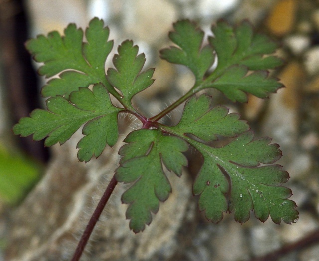 Geranium robertianum [identification] 617102fleurrose3