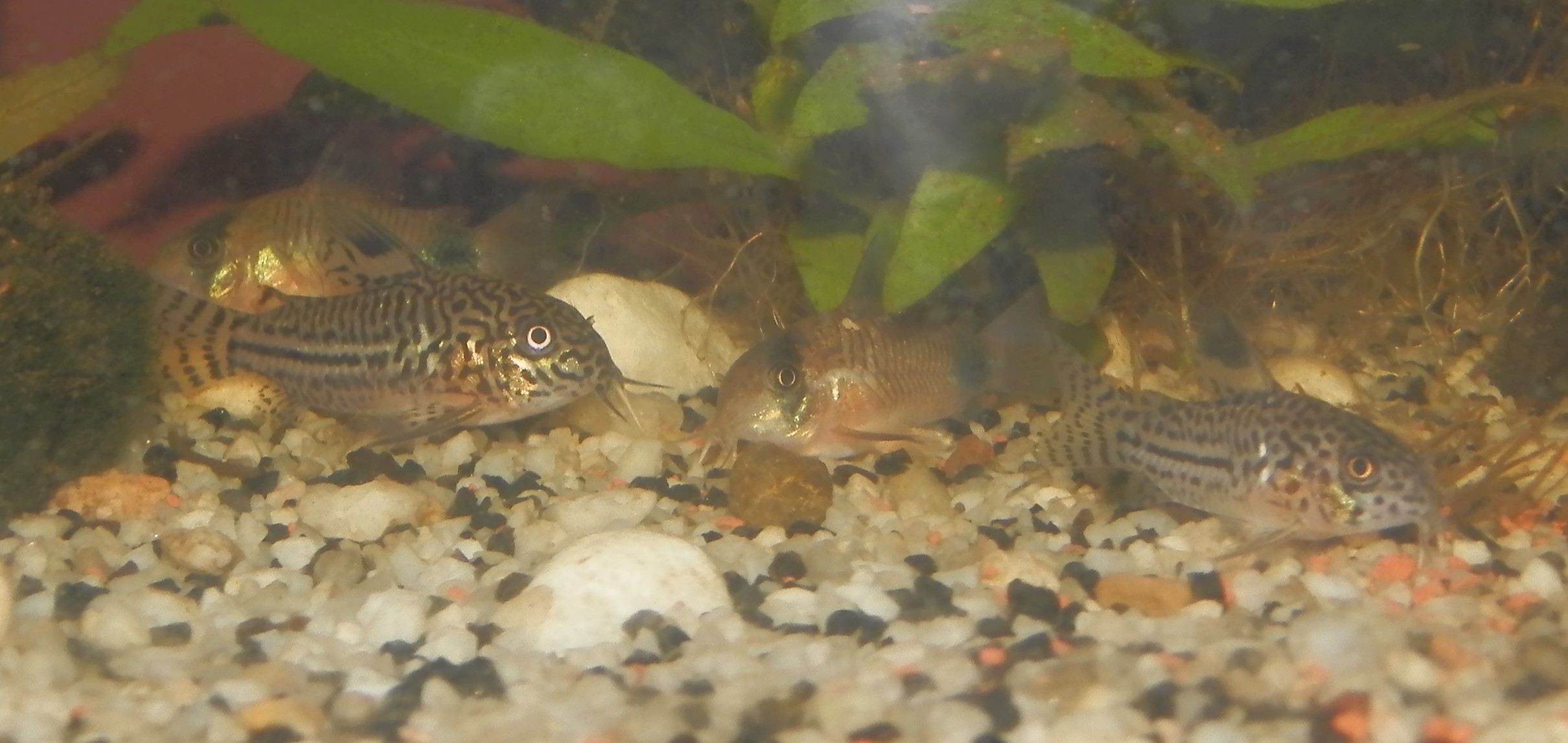 Corydoras 6174876718