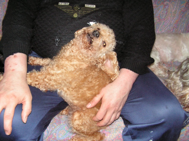 ABRICOTINE CANICHETTE 10/12 ANS ASSO CANI SENIORS 617885abricotine001