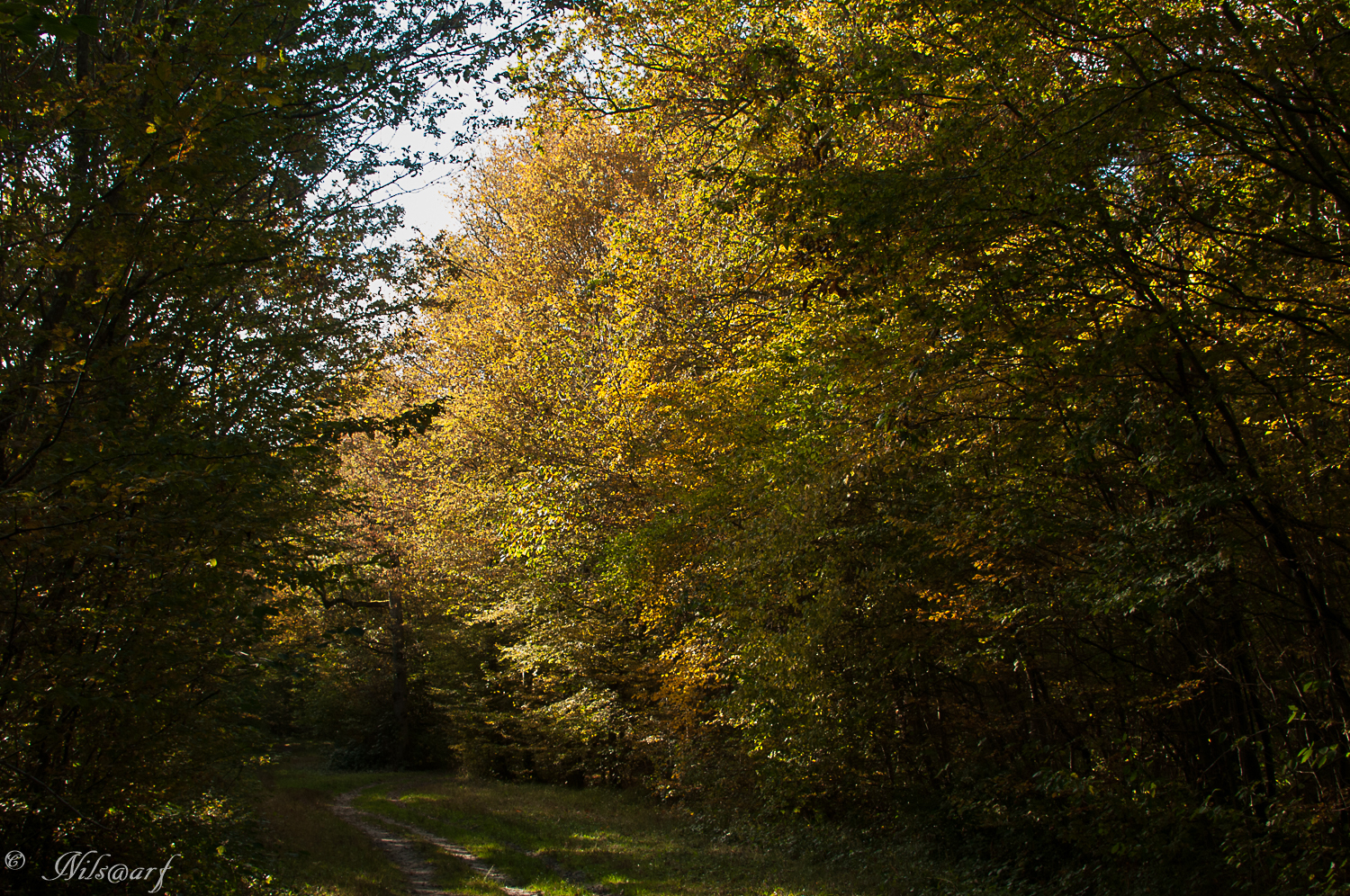 [fil ouvert] la forêt dans tous ses états - Page 8 617949DSC0002