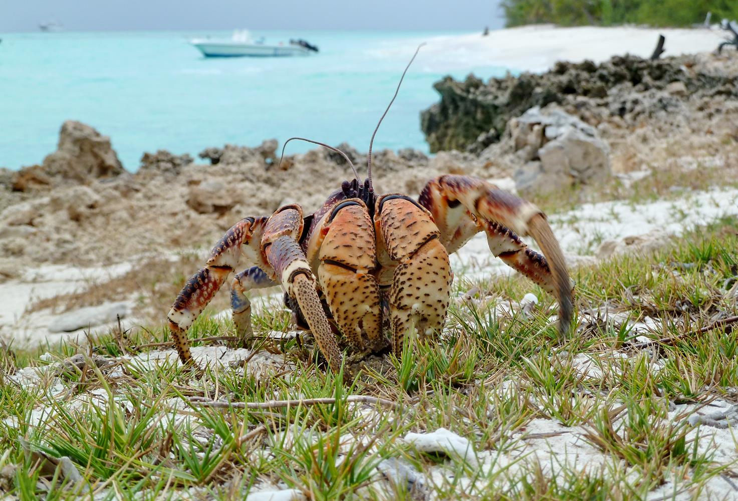 [Campagne] Iles éparses du canal du Mozambique - Page 14 620625Aldabra4