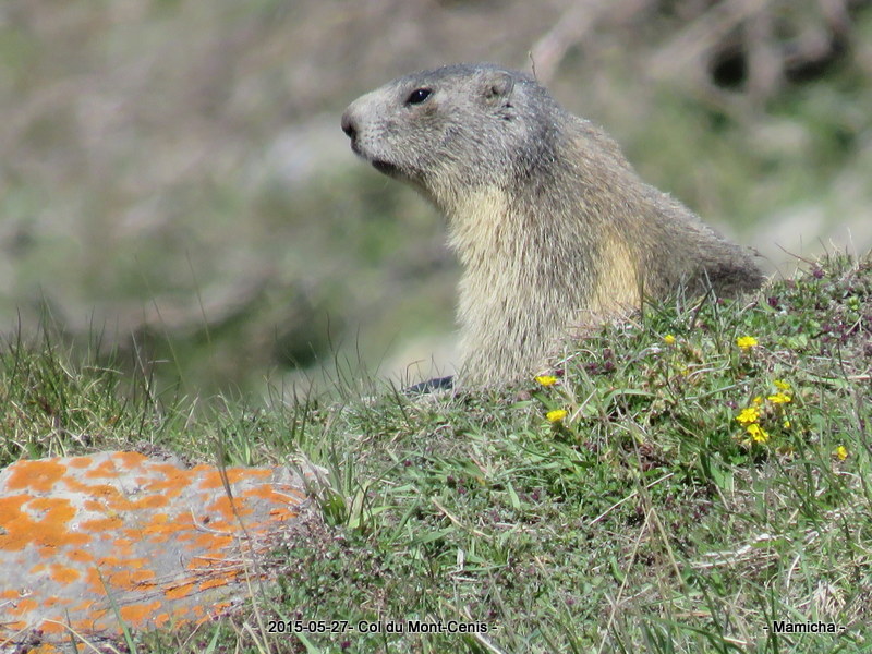 Animaux .... d'ailleurs ! 621284GazoretourAix1722