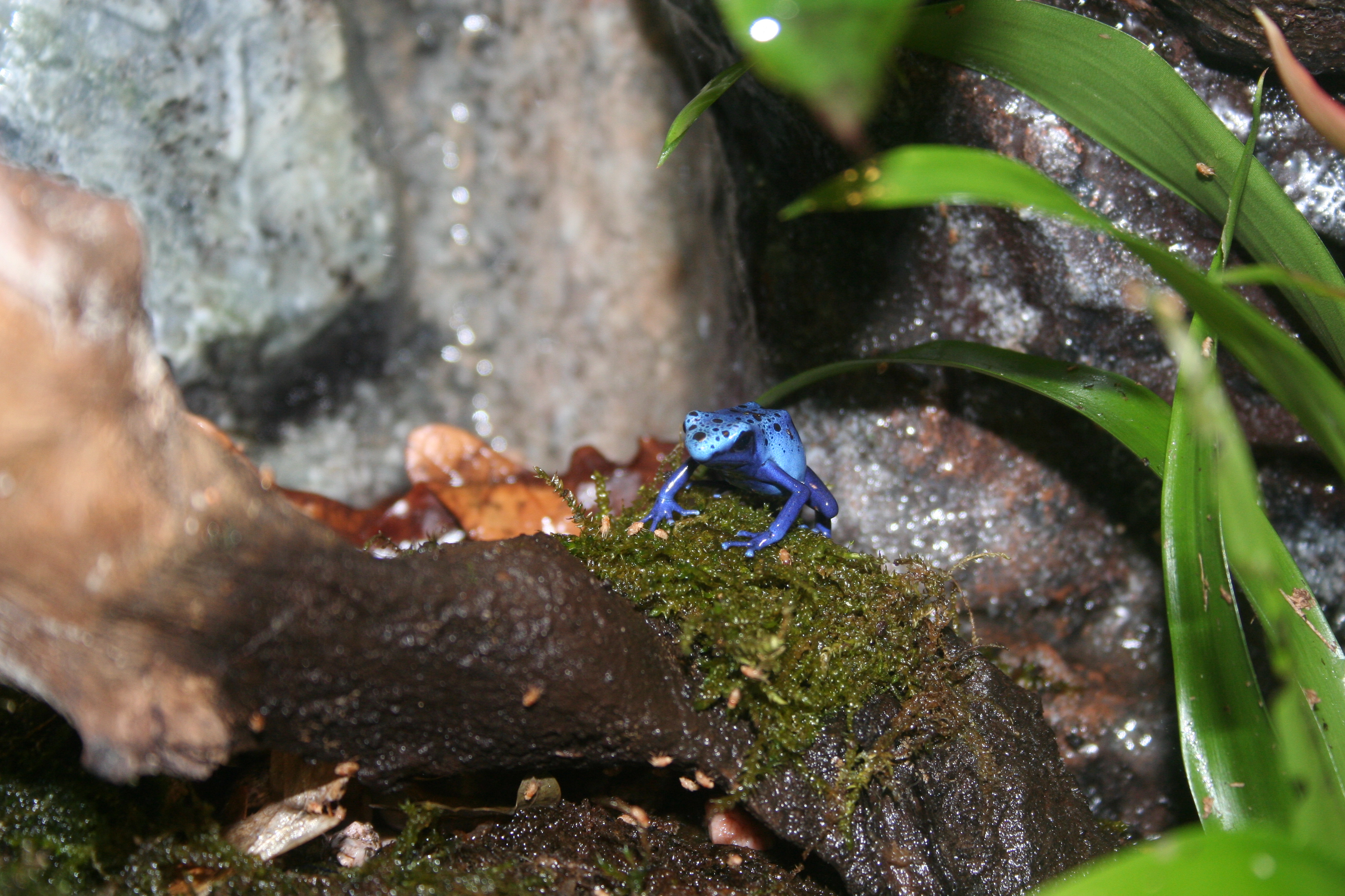 Paludarium pour Dendrobates 2013 - Page 3 622129IMG2858