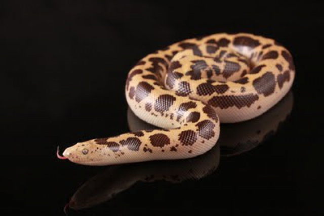 Ophidien : Gongylophis Colubrinus 62219007EveMDodomaIMG0624