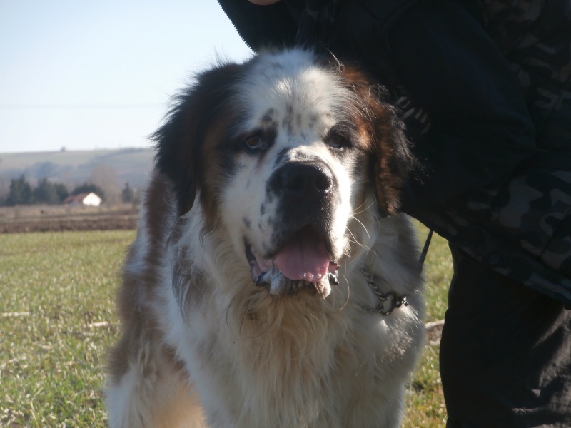 MOZART (mâle Saint Bernard) 622203P2185830