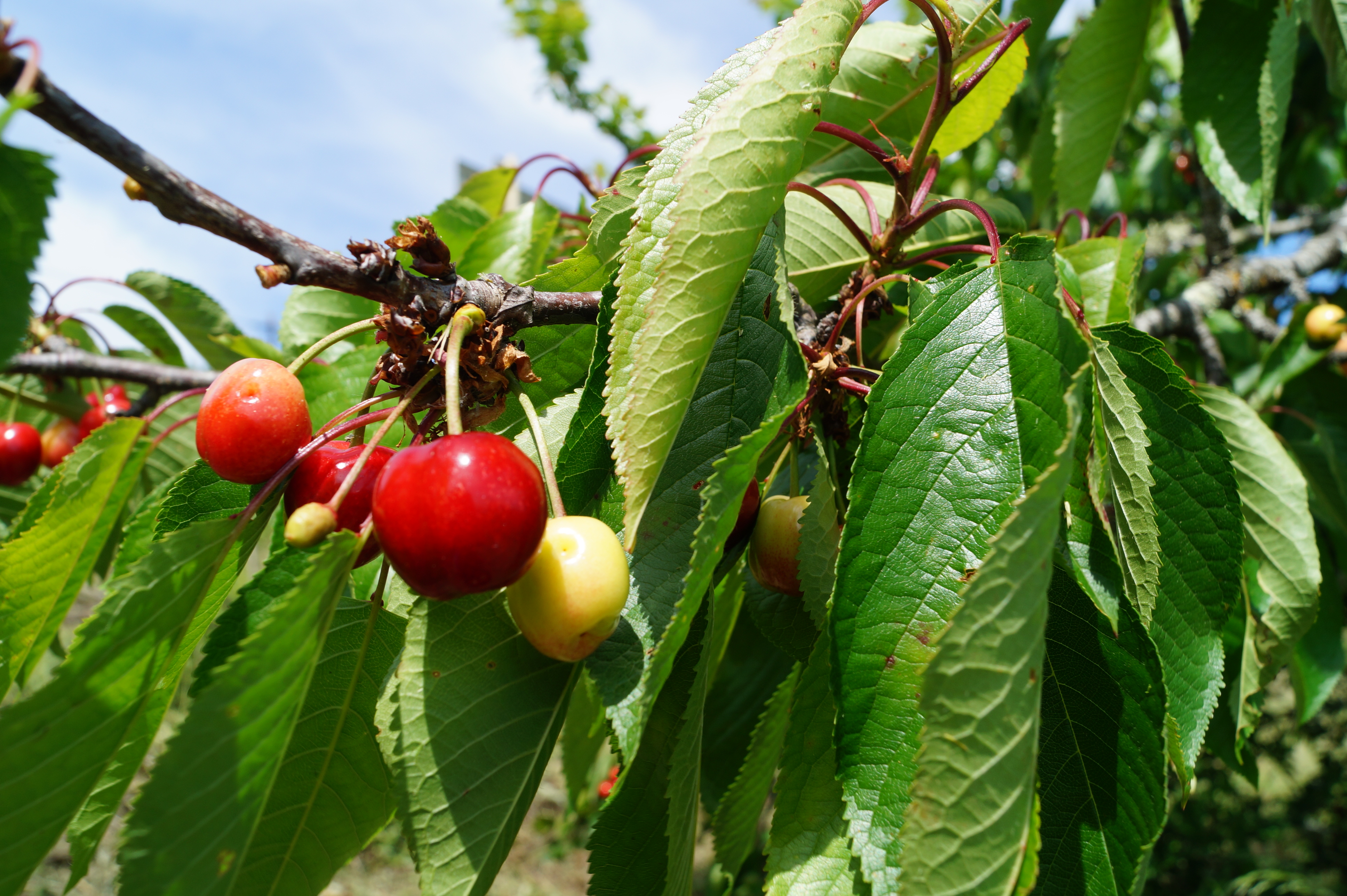 [Fil ouvert] Fruit sur l'arbre 622426DSC00881