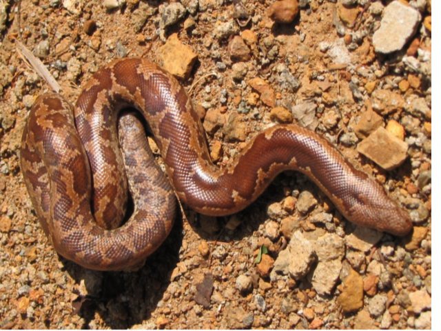 Ophidien : Eryx whitakeri, Boa des Sables de Whitaker 622545untitled