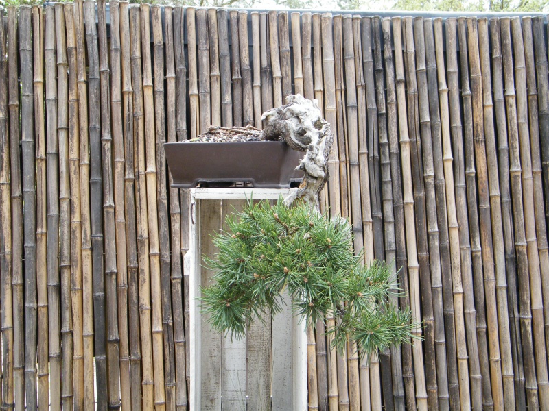 Visite à l'arborétum de Mialet 625113DSCF0377