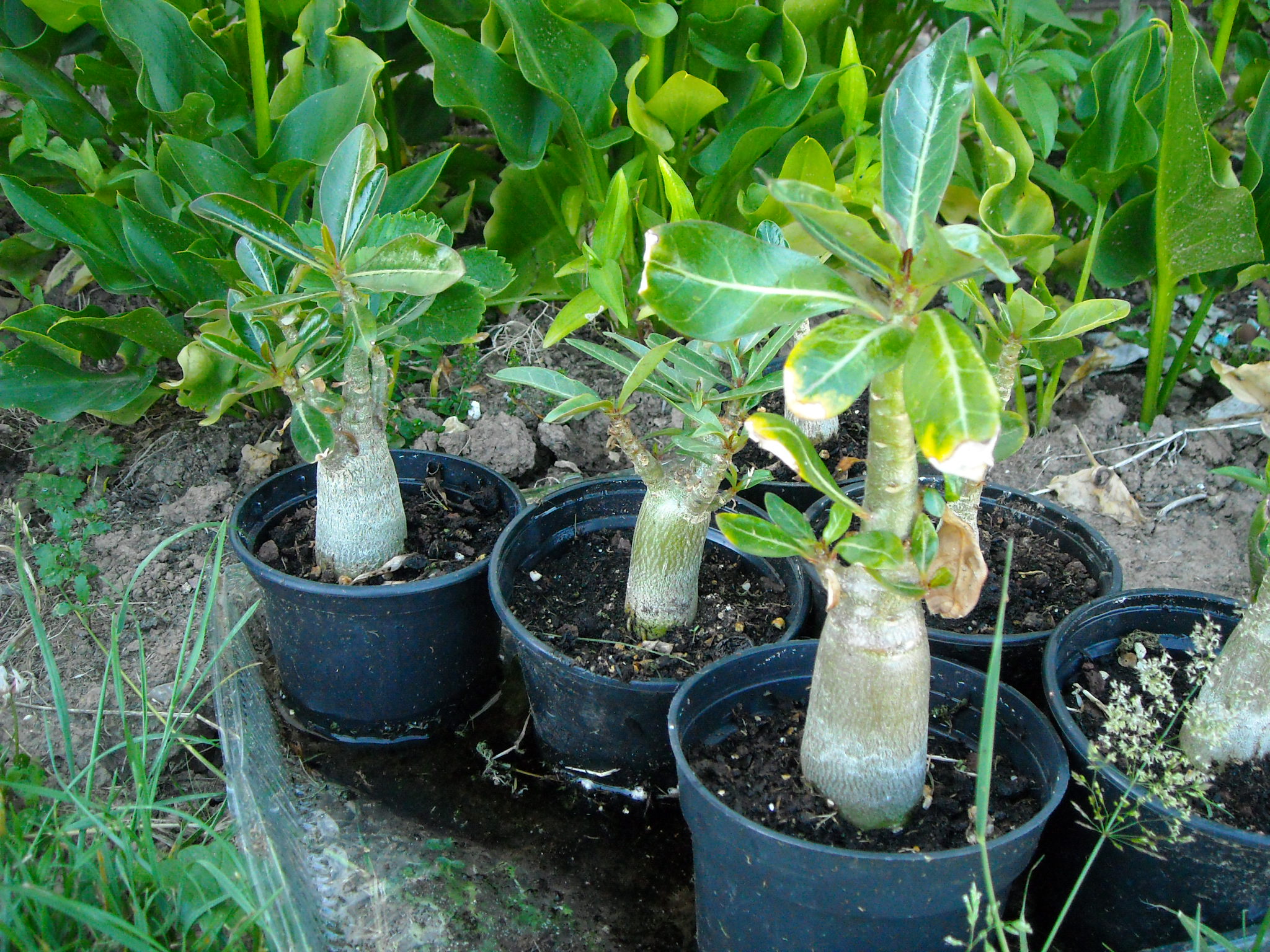 semi d adenium et plumeria sur laine de roche - Page 9 625209marc003