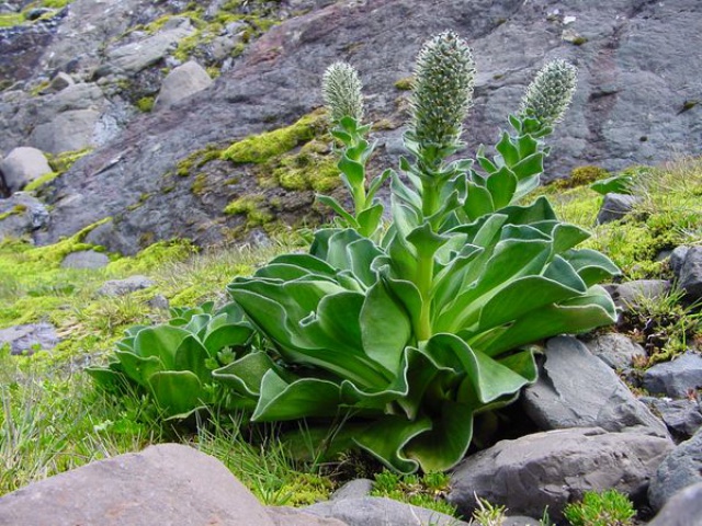 Dyckia estevesii et Pringlea antiscorbutica [devinette] 625357dev2