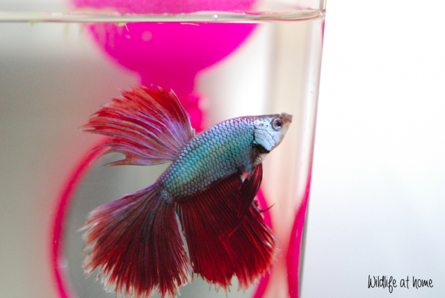 Les couleurs de mes Betta 626135Capturede769cran20151231a768202419