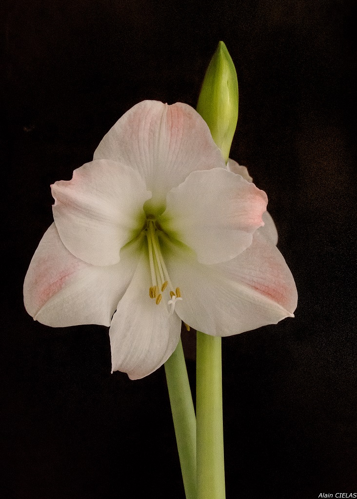 Amaryllis  627034amaryllisCopie