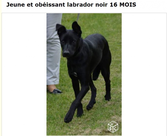 pur labrador 627098521