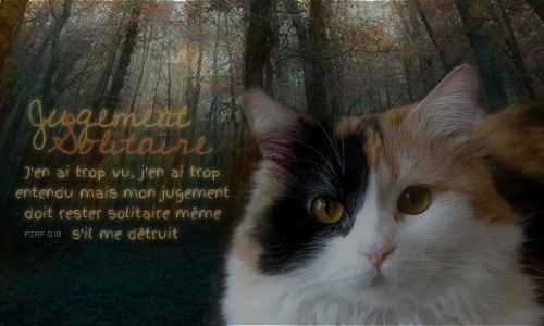 L'atelier de Piaf - Graphisme - Signature, avatars, et icons de chats 628346jugementsolitaire