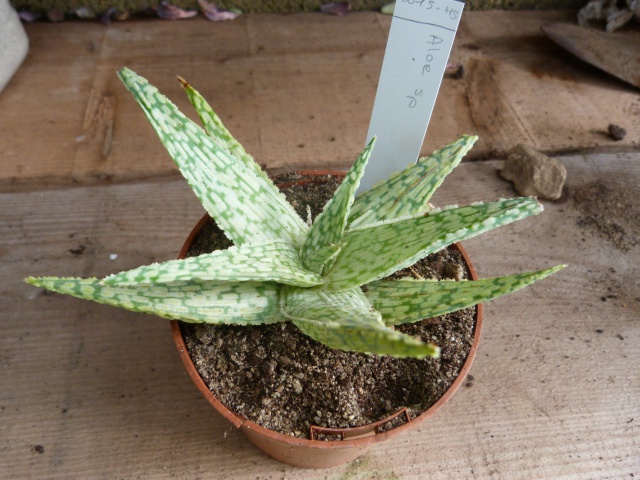 Aloe sp. x7  [identifications non terminées] 628488P1110620