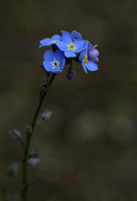 Myosotis sp., Glechoma hederacea, Veronica persica [identifications] 629206myosotis1