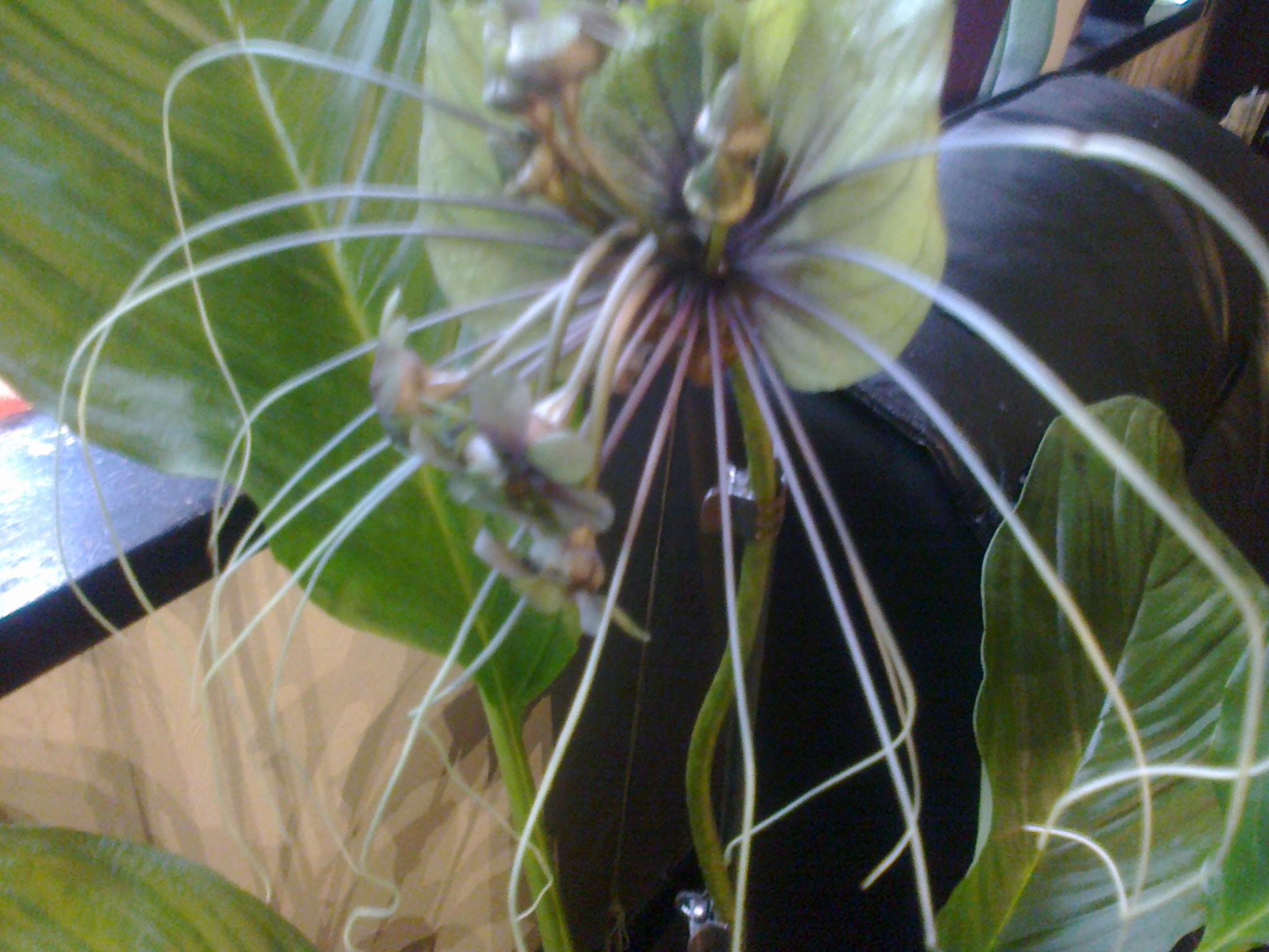 tacca green - Page 3 629685Photo0078
