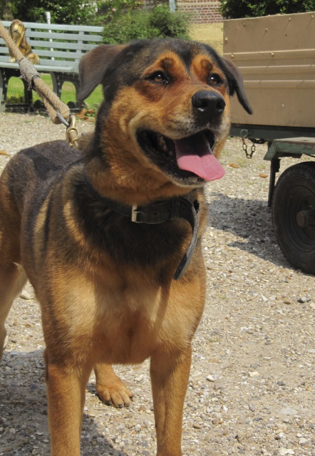 PRISKA 11 ANS X ROTTWEILLER RETROUVEE ATTACHEE BARRIERE REFUGE SPPA LINTOT 76 631312Priska2