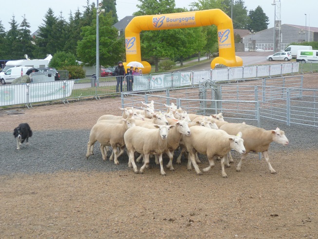 Fête du charolais au "Sauillieu" Saulieu 631425guidage