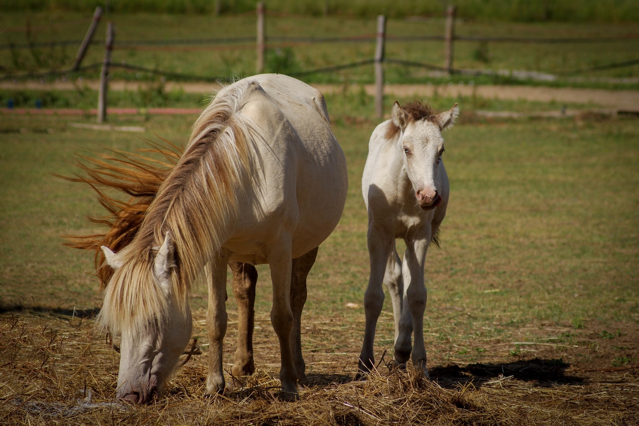 Animaux de la ferme / Chevaux - Page 9 63184313062015IMGP6572x1280