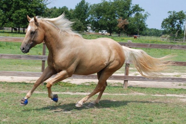 Jade. Selle franais ( j ) 632353palominogelding102byjinkstockd346stn