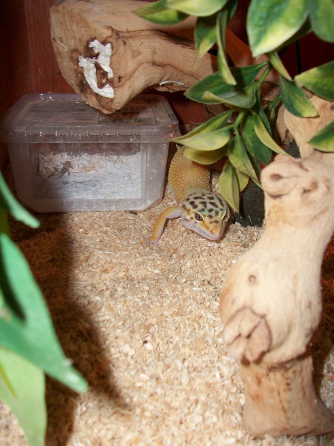 Meos Reptiles : Eublepharis Macularius 2012 6326271000820