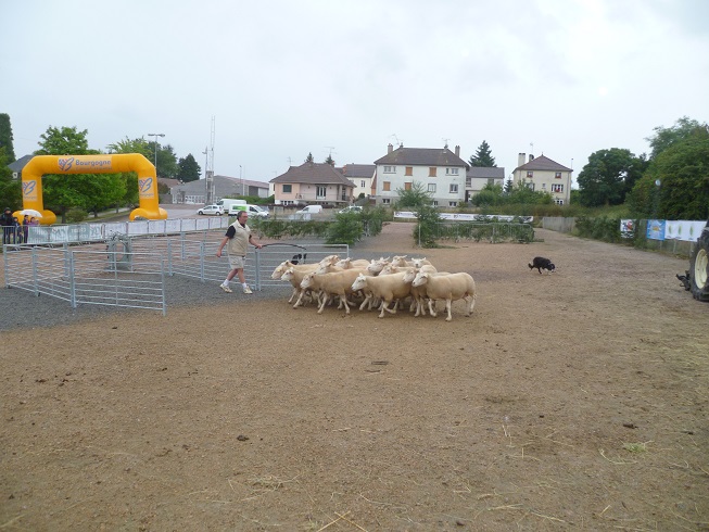 Fête du charolais au "Sauillieu" Saulieu 633240fin