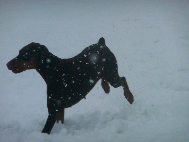 mes Dobermanns - Page 4 634448P1120565