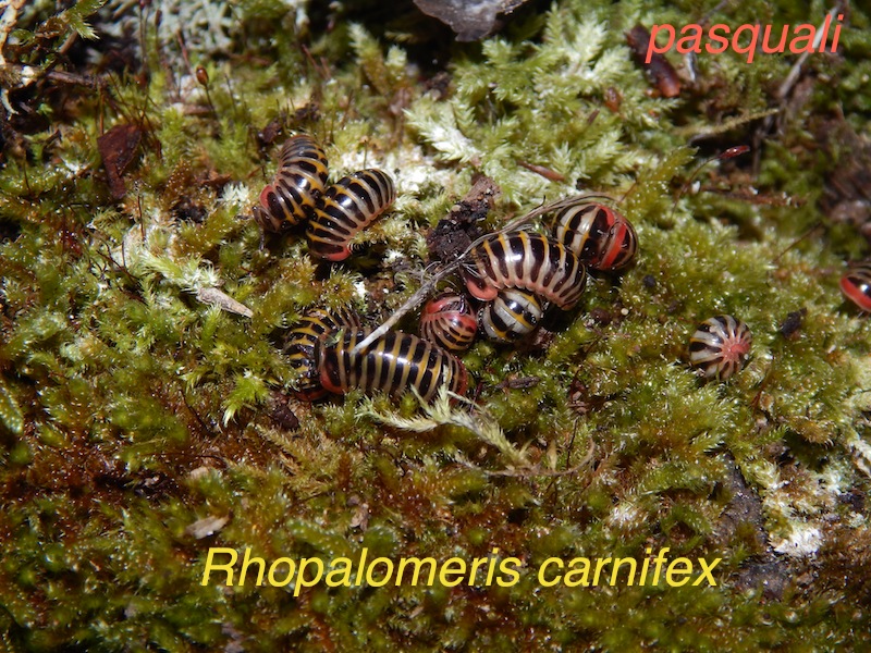 Rhopalomeris carnifex (Glomeridae). 638024DSCN1783