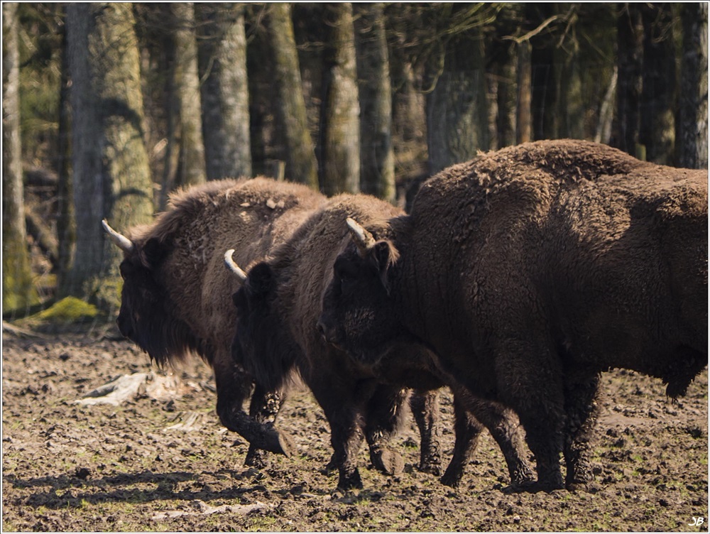 Parc de Boutissaint: bisons d'europe 639276P1040031Modifier