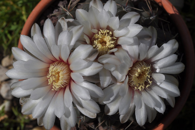 GYMNOCALYCIUM !!! - Page 4 639455quehlianum2120617003