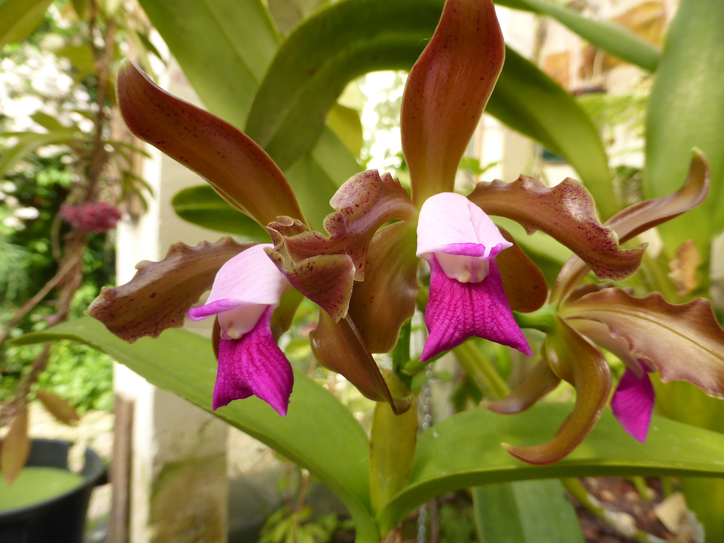 Cattleya tigrina 639608flojuin2016