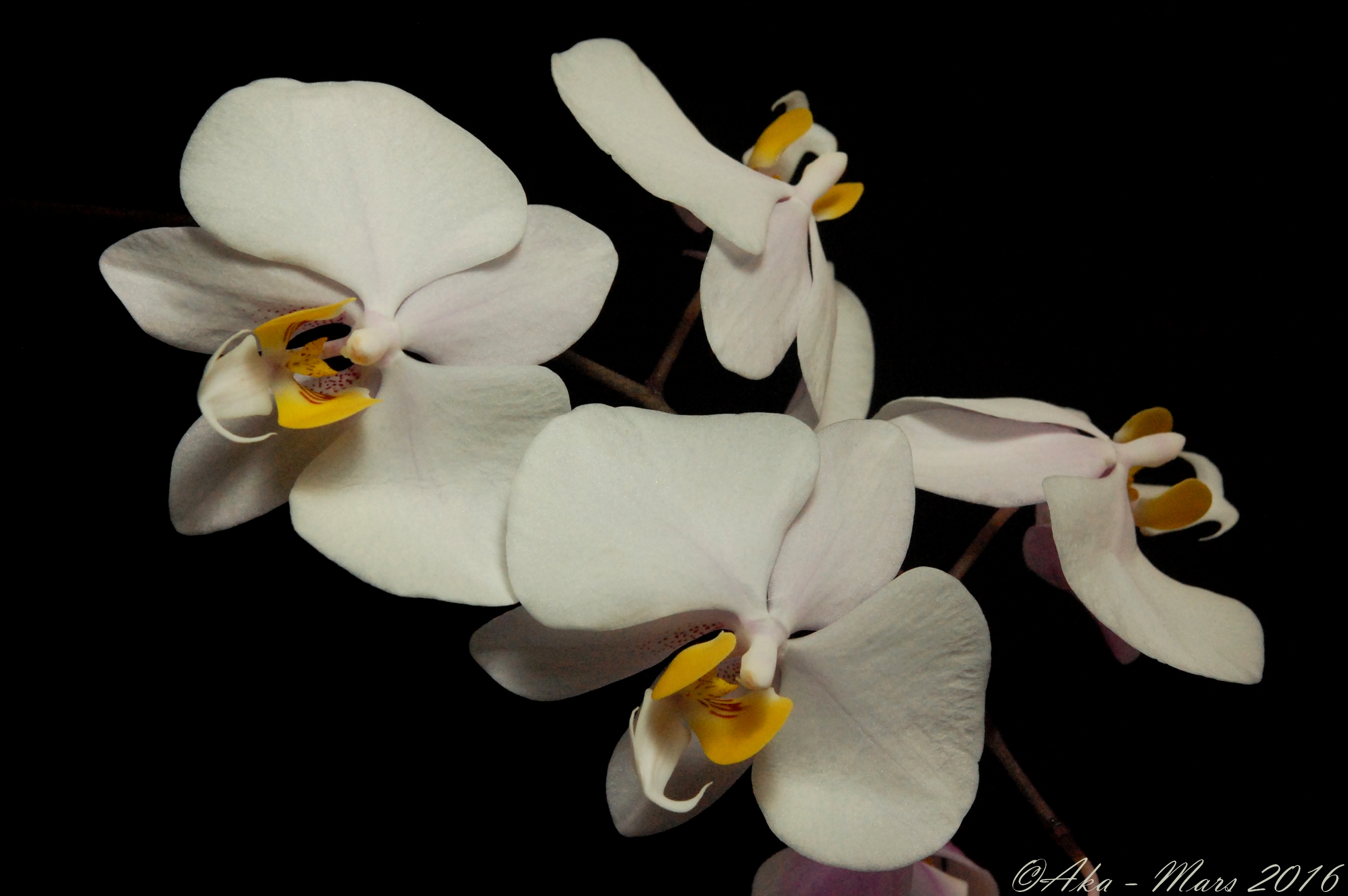 Phalaenopsis philippinensis 640200philippinensis2