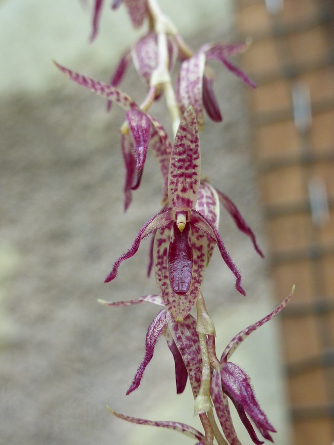 Pleurothallis loranthophylla 641708P1110675