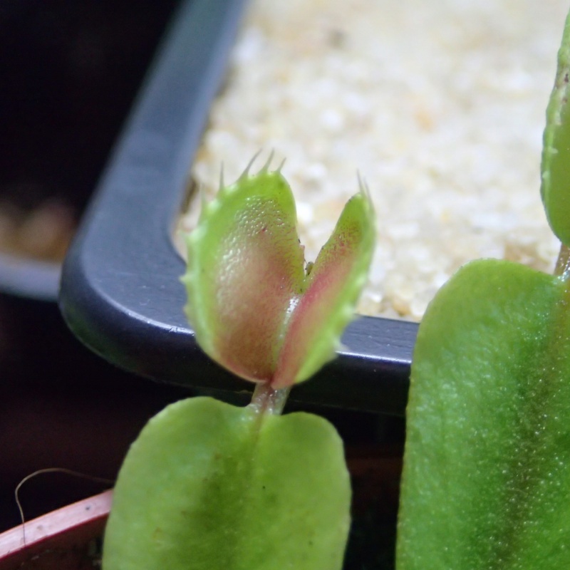 nouvelle dionaea ?? 641790P9190741