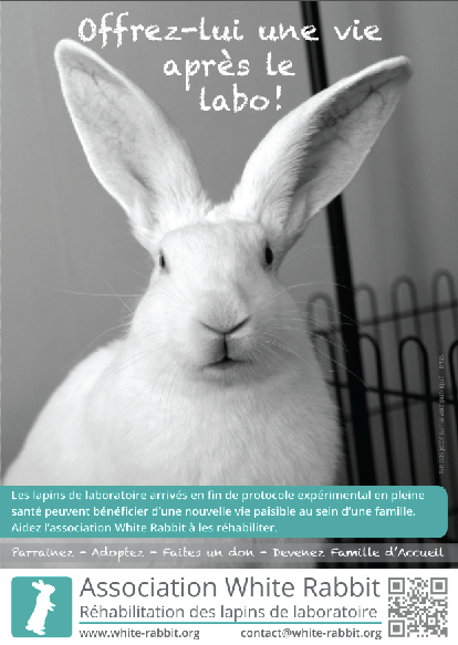 [ADOPTÉ] BALOO, jeune lapin de laboratoire 643564Affichegrandpublic2