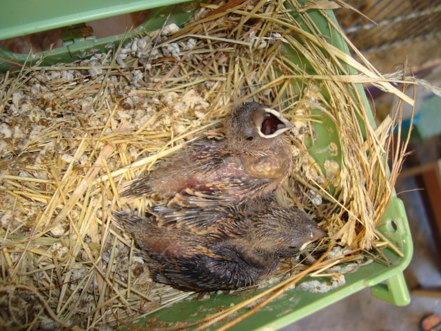 les oiseaux d'un passionné de bec droits du 62 644465DSC07969