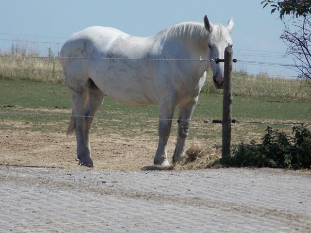 (Dept19) PRINCESSE DE CHANTEGRELL, Percheron, sauvée par Birgit (Avril 2014) - Page 12 645141118006068167556384402828493756179833618932n