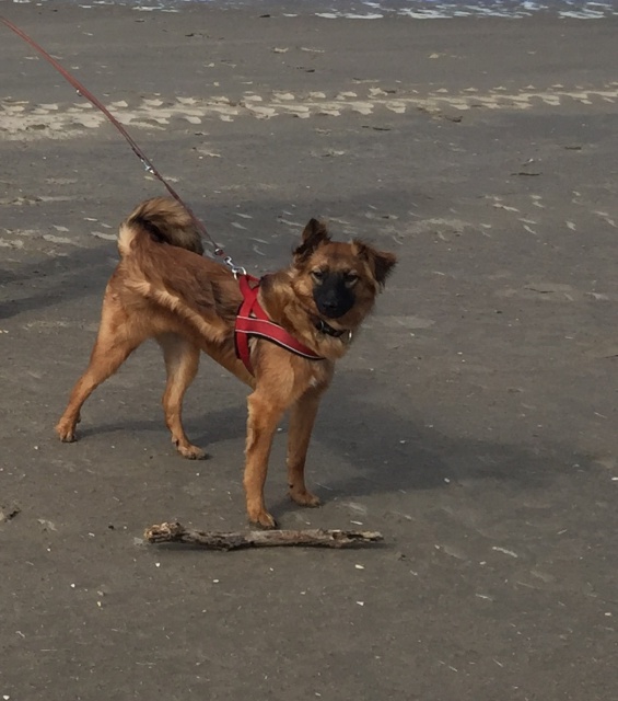 OFFEE [ex COFFEE], chiot femelle, née en juin 2015 (Pascani) - adoptée par Gabrielle (Belgique ) - Page 4 645834IMG0724