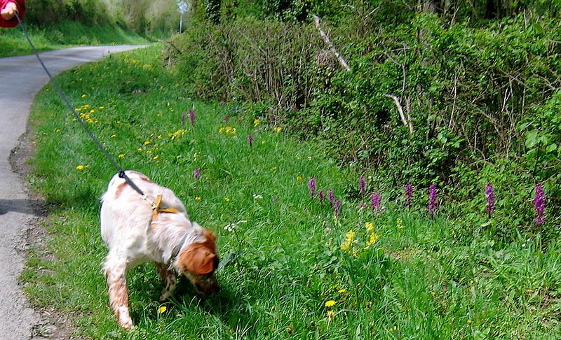 Berlioz , adorable épagneul breton mâle, 6 ans, lof - Page 4 646145IMG1493