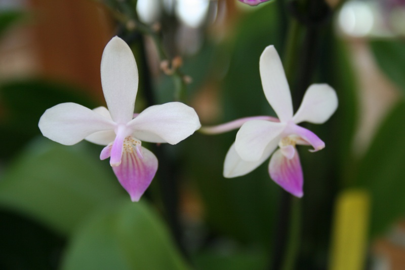 phalaenopsis venus (equestris x lindenii) 647063IMG8619