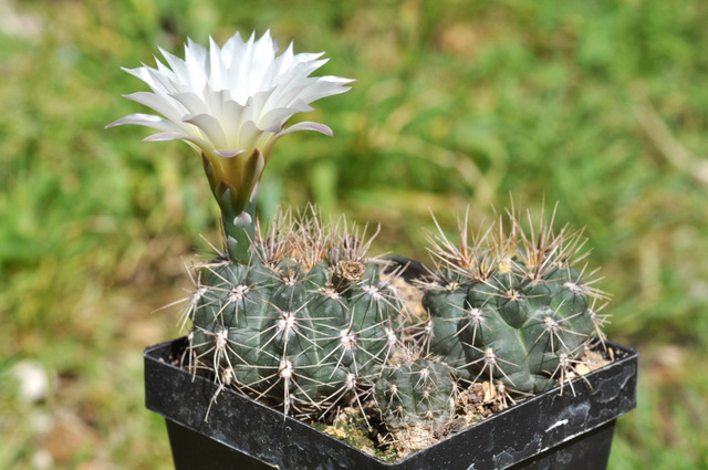 GYMNOCALYCIUM !!! - Page 4 647108gibbosum120605003