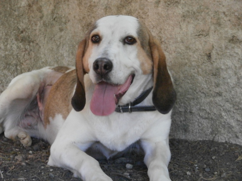 CAPUCINE - x anglo 5 ans - Sos Animaux à Le Broc (63) 647136P6242826